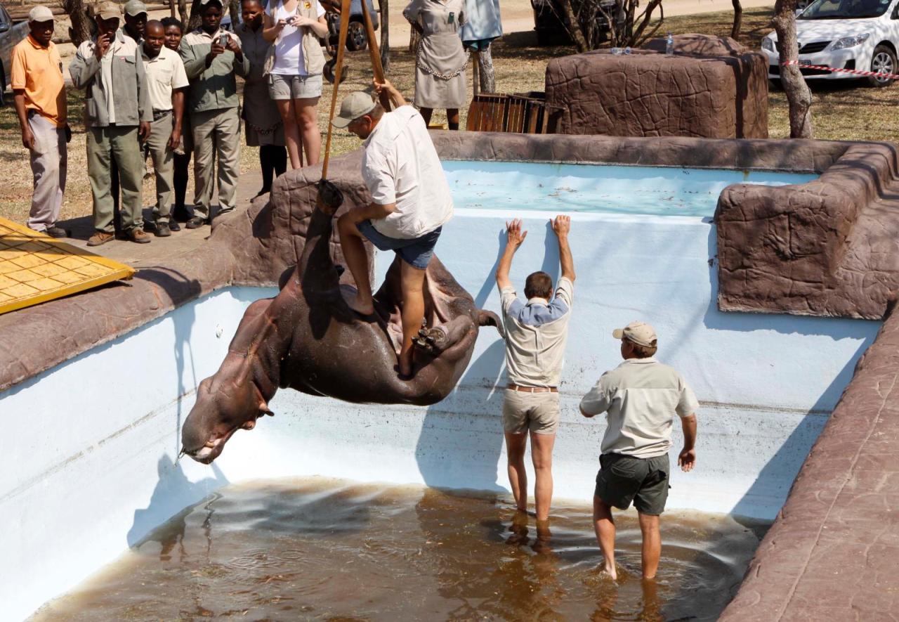 Solly the Swimming Pool  Hippo dies during rescue operation